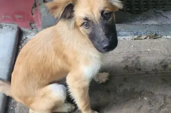 Пропала собака на Шимановской, 1Б, Хабаровск