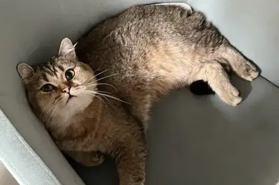 Пропал кот Плюша, Солнечный пер. 25