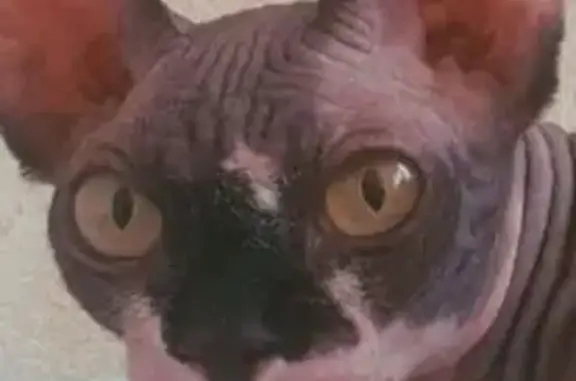 Пропала кошка в Кратово, МО