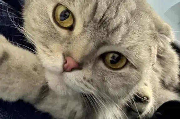 Найдена кошка, ул. Плеханова 29к1, Москва