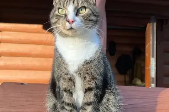 Кошки потеряшки, Ленинградская область, фото: Потеряшка кошка, Сосновый Бор, Ленобласть