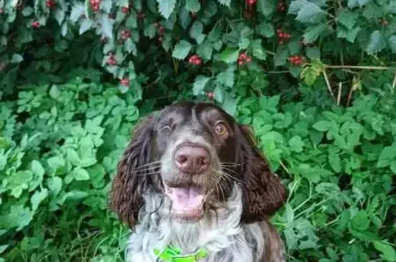 Собаки потеряшки, Елизаветино, фото: Потеряшка собака, Елизаветино 41А-002