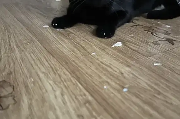 Пропала кошка, Лиговская 37 к7, Севастополь