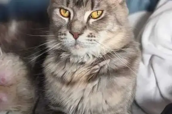 Кошки потеряшки, Барнаул, фото: Кошка пропала, Семипалатинская 57, Барнаул