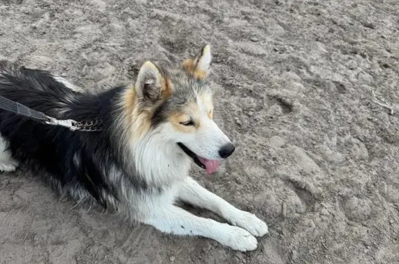 Найденные животные Курган, фото: Собака найдена: 1-я Трактовая, Увал, Курган