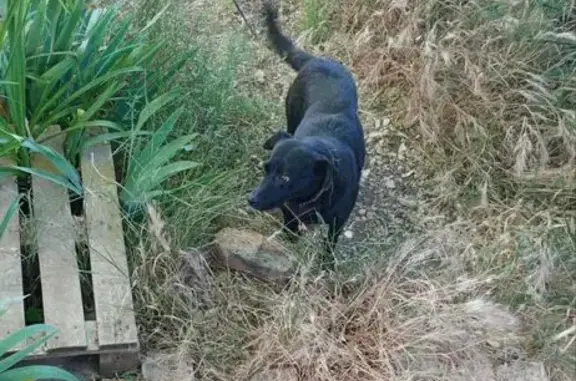Собаки потеряшки, Севастополь, фото: Потеряшка собака, ул. В. Колядина, Севастополь