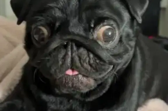 Собаки потеряшки, , фото: Потеряшка собака, 2-й переулок, 2, Новоромановский