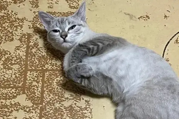 Кошки потеряшки, Загорянский, фото: Потеряшка кошка, ул. Строителей, 16