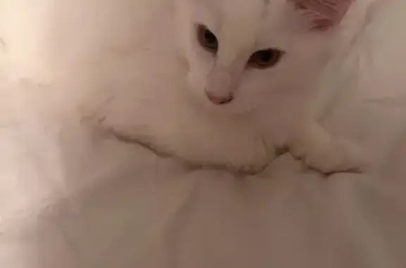 Пропала кошка, ул. Маяковского, 37, Пермь