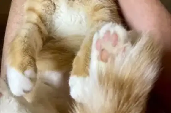 Кошки потеряшки, Калуга, фото: Потеряшка кошка, Московская ул. 291 к1, Калуга