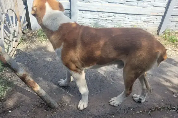 Алабай найден в Дальней Игуменке