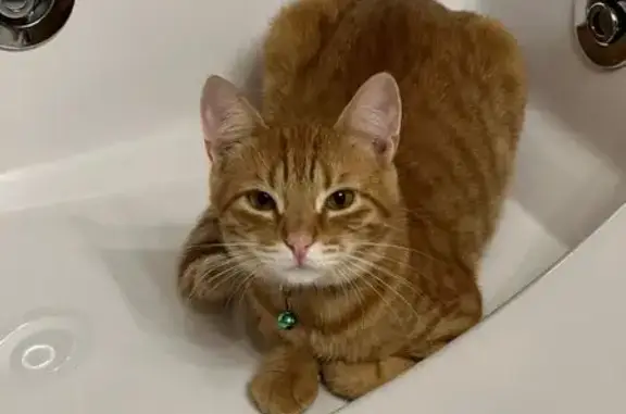 Кошки потеряшки, Московская область, фото: Потеряшка кошка, Сосны, Моск. область