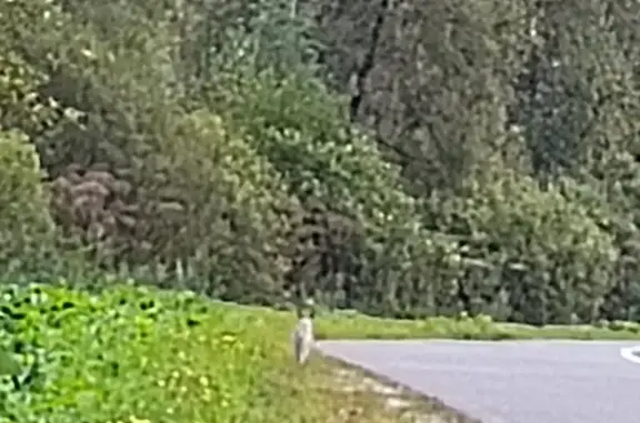 Найдена собака, , фото: Собака у дороги, 29Н-510, Ильинка