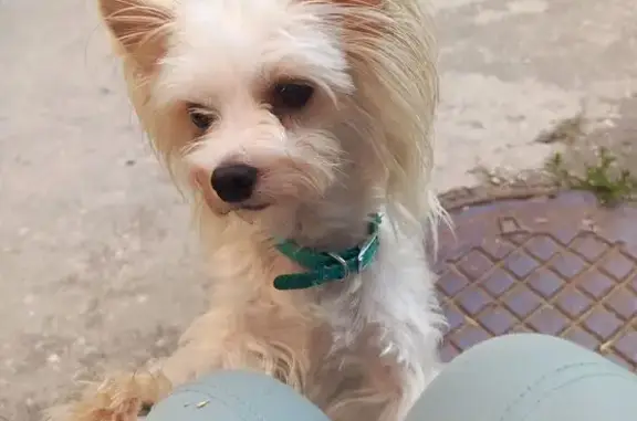 Пропала собака на ул. Аустрина, 150