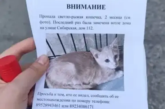 Кошки потеряшки, Томск, фото: Потеряшка кошка, Сибирская 112, Томск