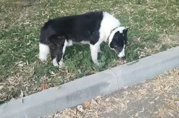 Найдена собака, Открытое шоссе 24 к36