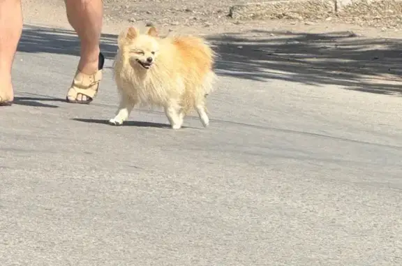 Найдена собака, Феодосия, фото: Шпиц найден: Черноморская наб., 36В, Феодосия