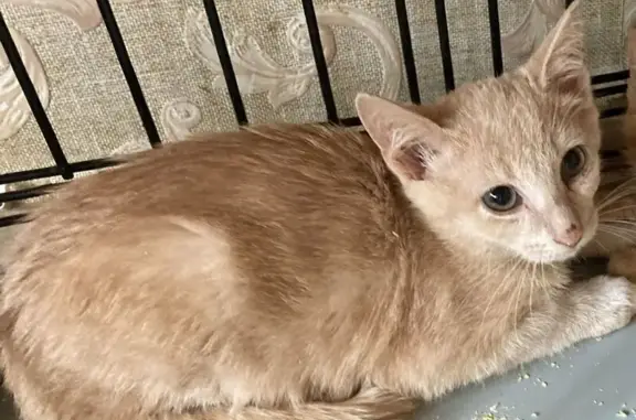 Пропала кошка, Сибирская ул. 112, Томск