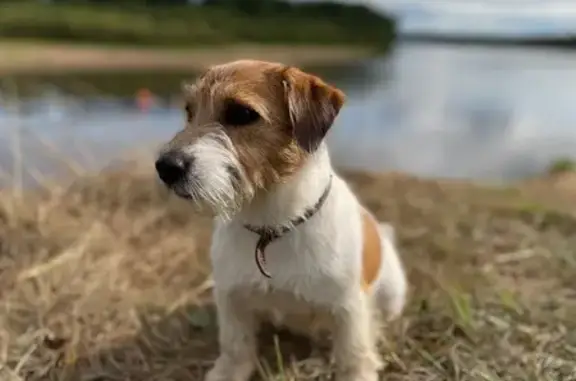 Пропала собака, ул. Ленина 89, Сыктывкар