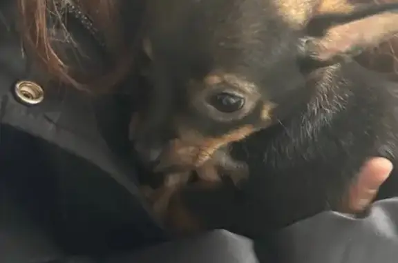 Собаки потеряшки, Камышин, фото: Потеряшка собака, ул. Титова 35, Камышин