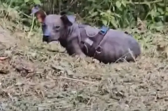 Найдена собака, Московская область, фото: Найдена собака, Дубки, МО