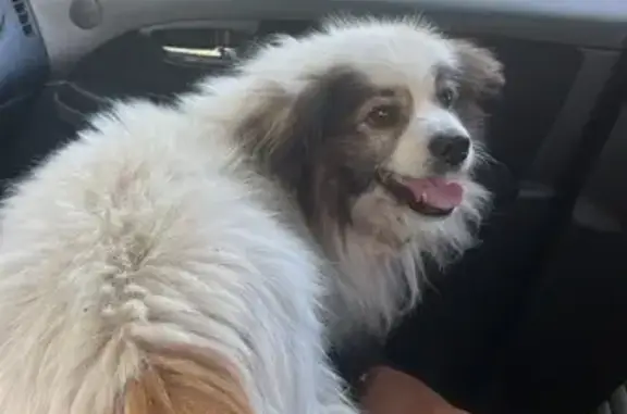 Собака найдена: Гусь-Железный, Рязань