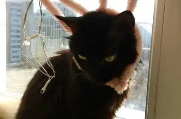 Пропала кошка, Сергиев Посад, Западный объезд