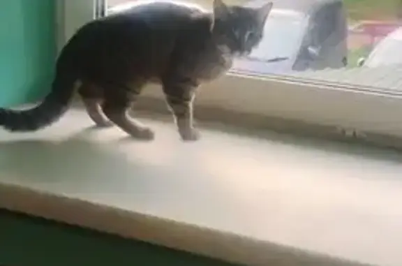 Найдена кошка, Иркутск, фото: Кошка найдена: Пржевальского, 34, Иркутск