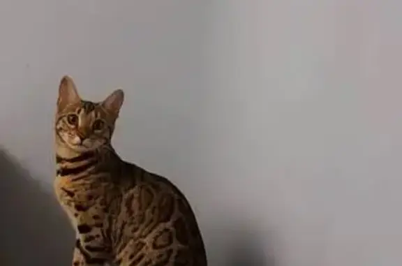 Кошки потеряшки, Минск, фото: Потеряшка бенгальская кошка, Минск, Скрипникова 48