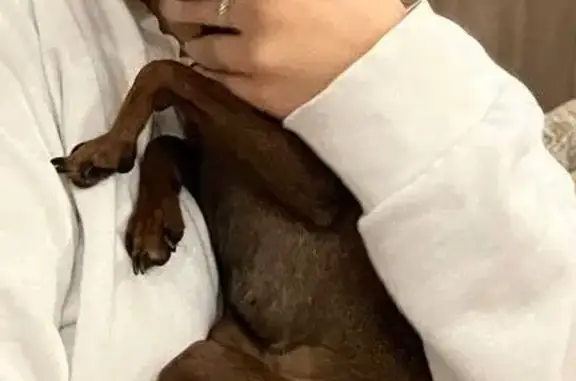 Пропала собака, Ельниковский пр., 8А