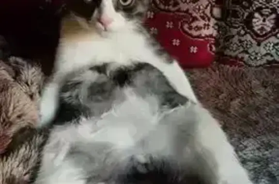 Пропал кот, пр. Комарова, 6, Омск