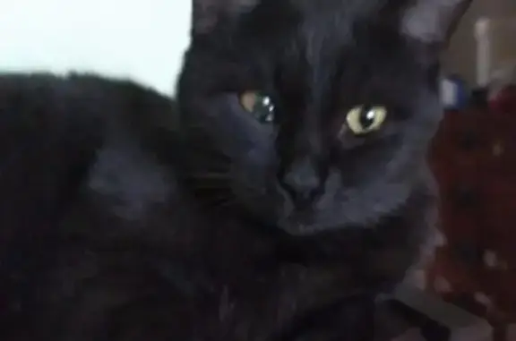 Кошки потеряшки, Минеральные Воды, фото: Потеряшка кошка, Ставропольская ул. 16