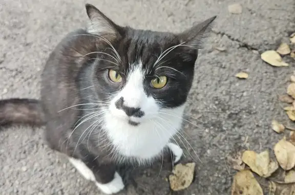 Найдена кошка, Красноярск, фото: Кошка найдена: ул. Юности, 29, Красноярск