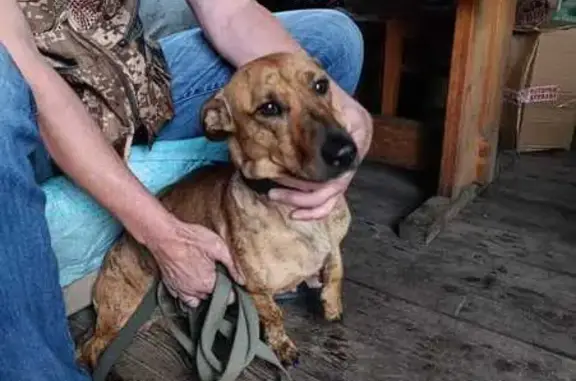 Собака найдена: 2-я Ботаническая, 2, Крск