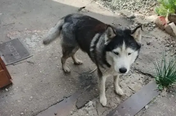 Пропала хаски, проезд Тимирязева, 10