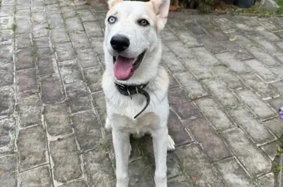 Найдена собака, Московская область, фото: Найдена собака, МО, разноглазый хаски