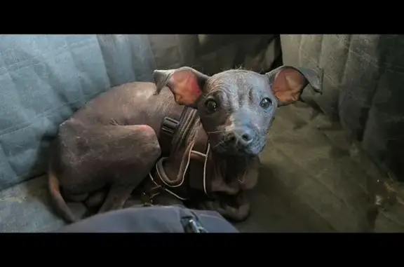 Мексиканская голая найдена: Можайское ш. 4