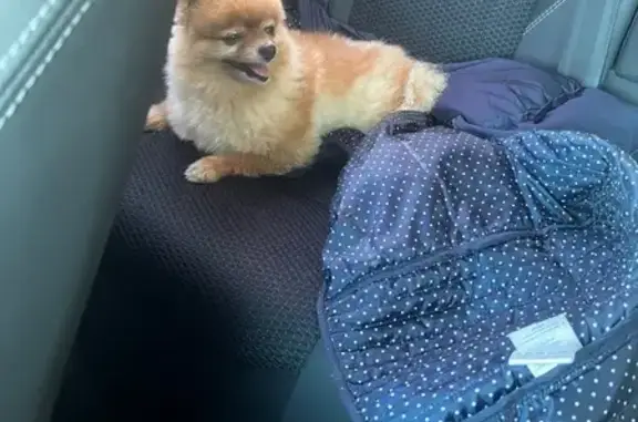 Шпиц найден на ул. Андреева, Заозерье