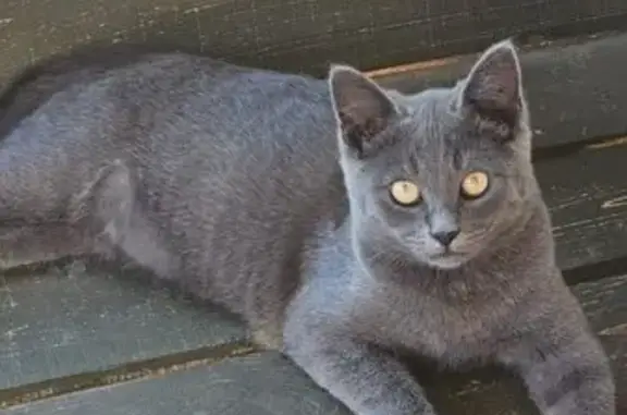 Кошки потеряшки, Абинск, фото: Потеряшка кошка, ул. Подгорная, Абинск