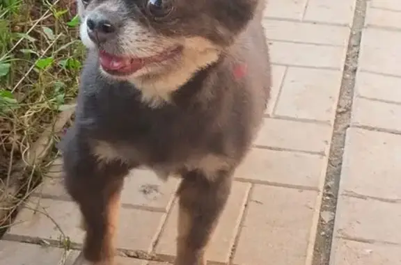 Найдена собака, Шойбулакское, фото: Чихуахуа найден на Оршанском шоссе