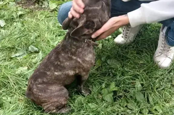 Найдена собака, Защитный пер., Тамбов