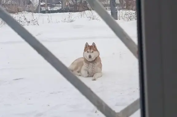 Собаки потеряшки, , фото: Потеряшка собака, ул. Мусы Джалиля 8, Казаево