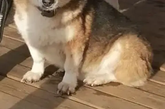 Собаки потеряшки, Ленинградская область, фото: Потеряшка собака, СНТ Озон, участок 100/101