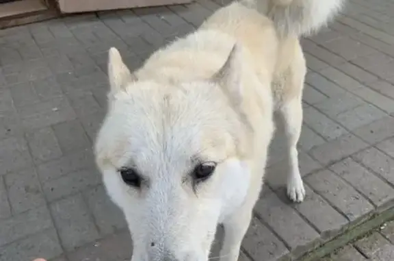 Найденные животные Гатчина, фото: Собака у рынка, пр. 25 Октября, 35А