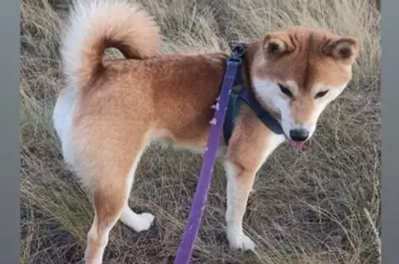 Собаки потеряшки, Волгоград, фото: Потеряшка собака, Волгоград, ул. Капустная 3