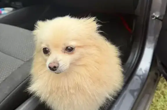 Собака найдена: ул. Ломоносова, Пенза