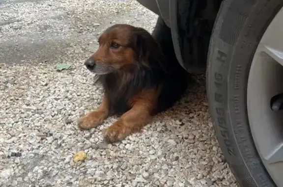 Собака найдена на ул. Попова, 10А, Пенза