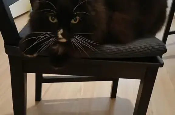 Найдена кошка, Екатеринбург, фото: Кошка найдена: ул. Барвинка, Екатеринбург