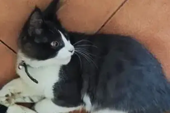 Пропала кошка, Лермонтова 273Б, Иркутск