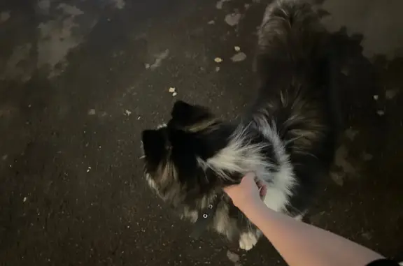 Найдена собака, Санкт-Петербург, фото: Собака найдена у жд станции Фарфоровская